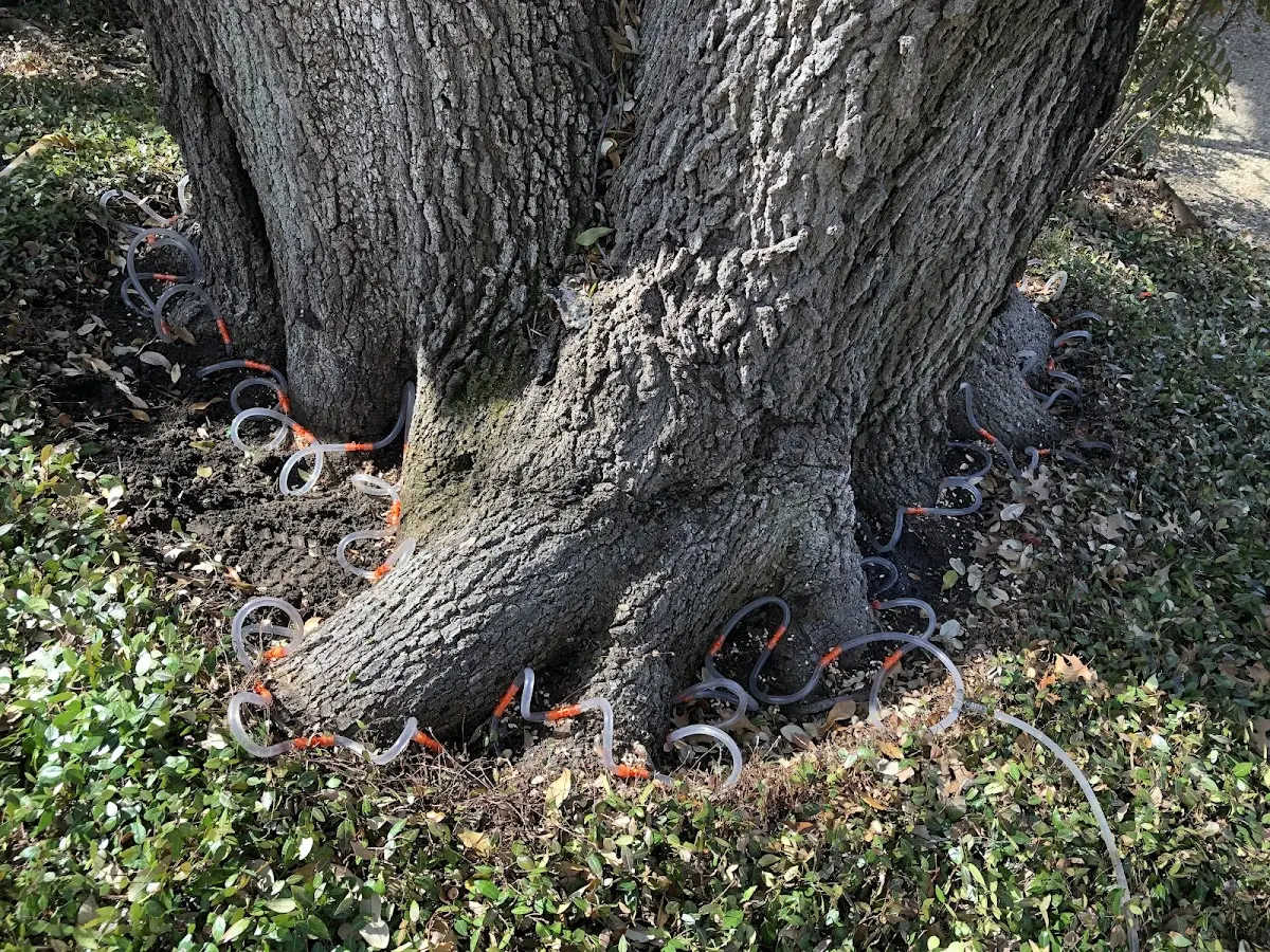 Detailed Tree Cabling and Bracing job site in Cooksville
